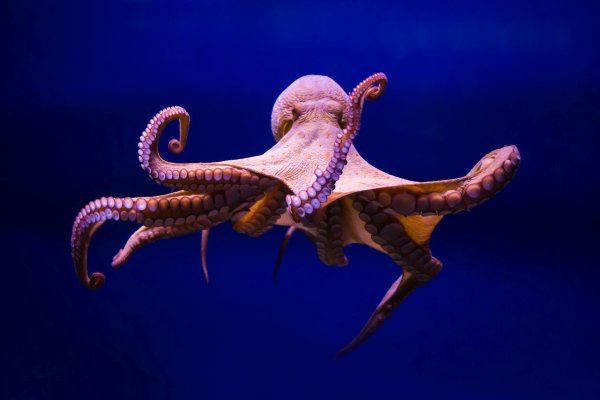 Ссылка на кракен тор kraken2 4aa337