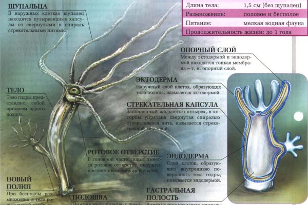 Kraken17at