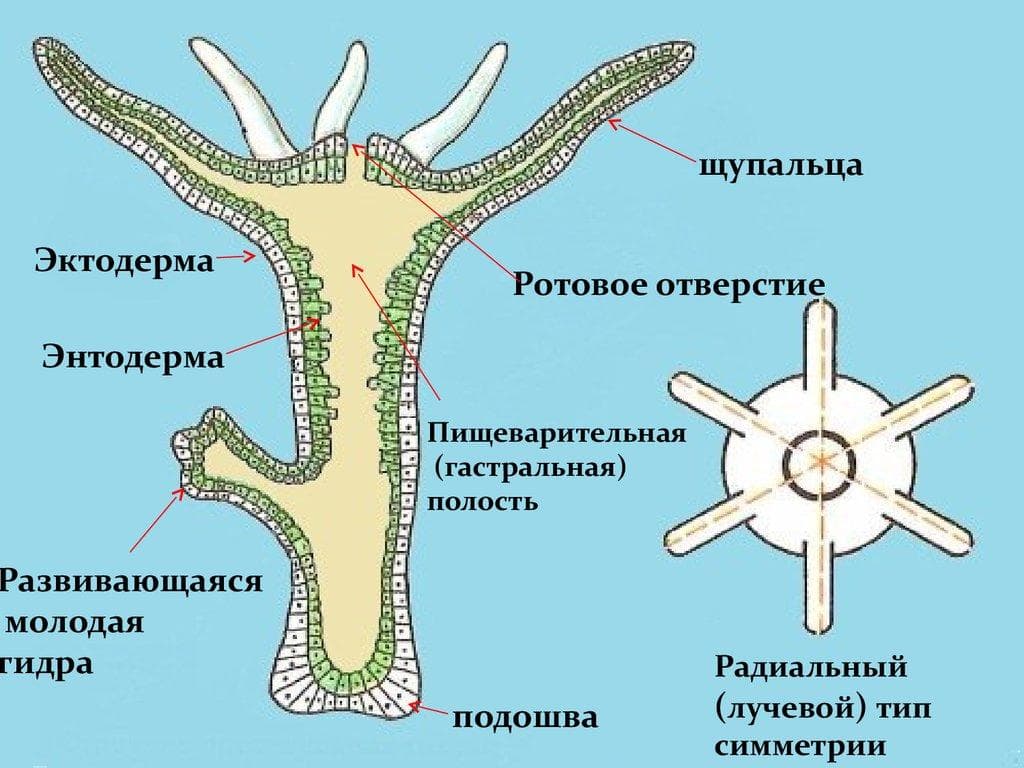 Kraken ссылка на сайт актуальная
